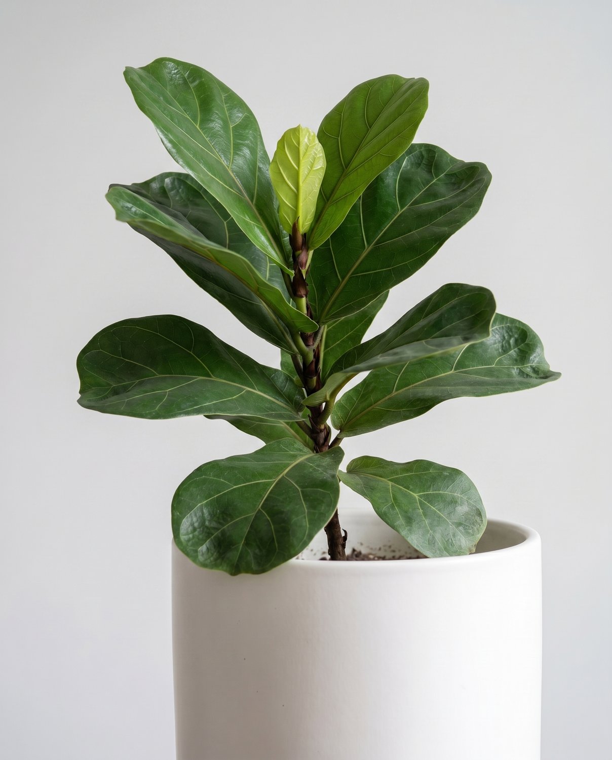 Thriving fiddle leaf fig after