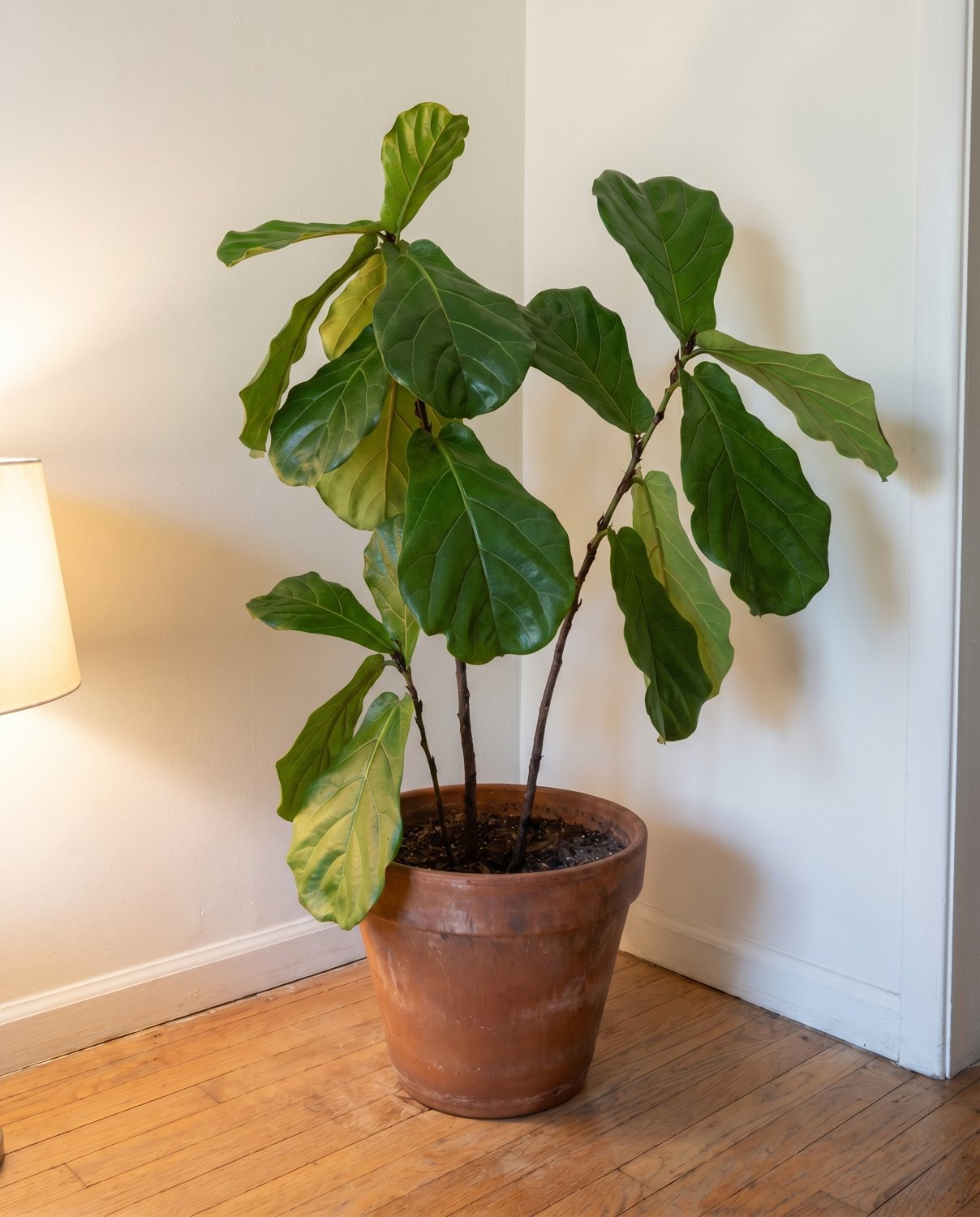 Revived fiddle leaf fig after