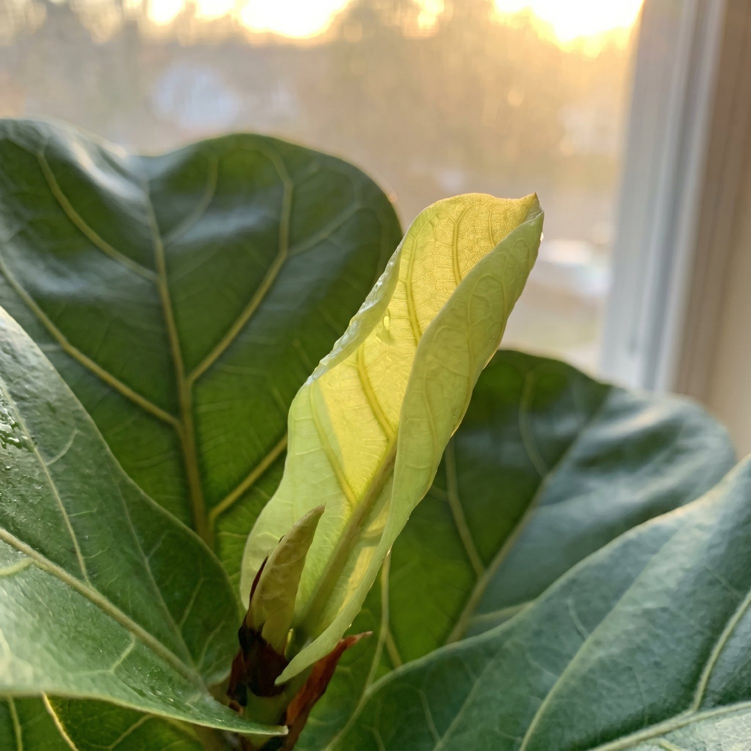 A bright new fiddle leaf fig leaf unfurling