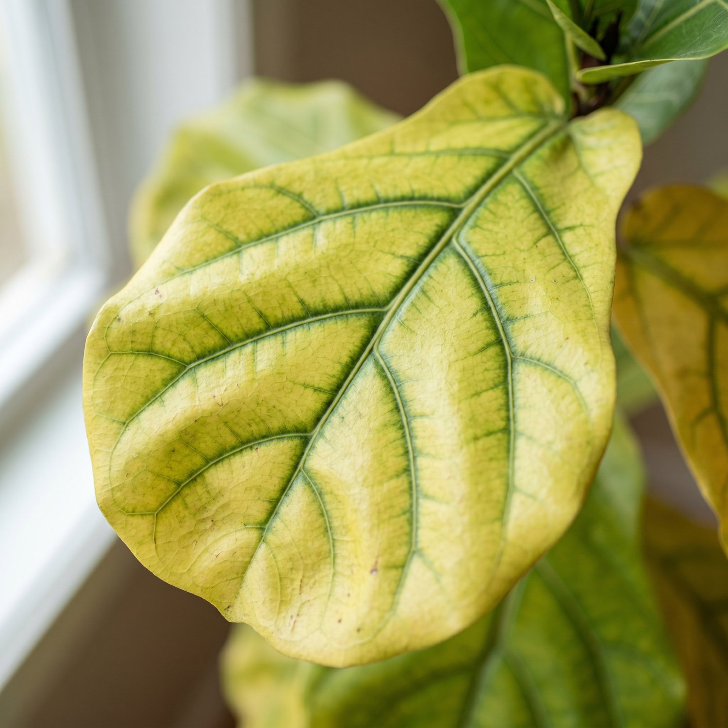 Fiddle leaf fig leaf yellowing with green veins